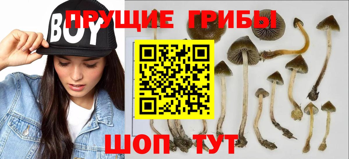 Галлюциногенные грибы GOLDEN TEACHER  как найти закладки  Вольск  Вход с VPN 